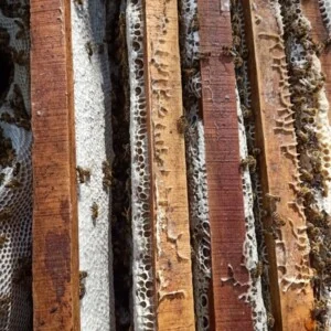 Mật Ong Thảo Trinh – Hợp Tác Xã Ong Mật Thảo Trinh