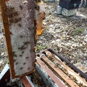 Mật Ong Thảo Trinh – Hợp Tác Xã Ong Mật Thảo Trinh